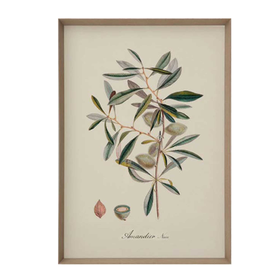 Gemälde Oxalis compressa von Flamant